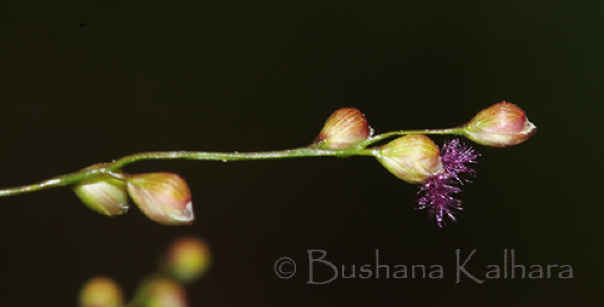 Isachne globosa (Thunb.) Kuntze